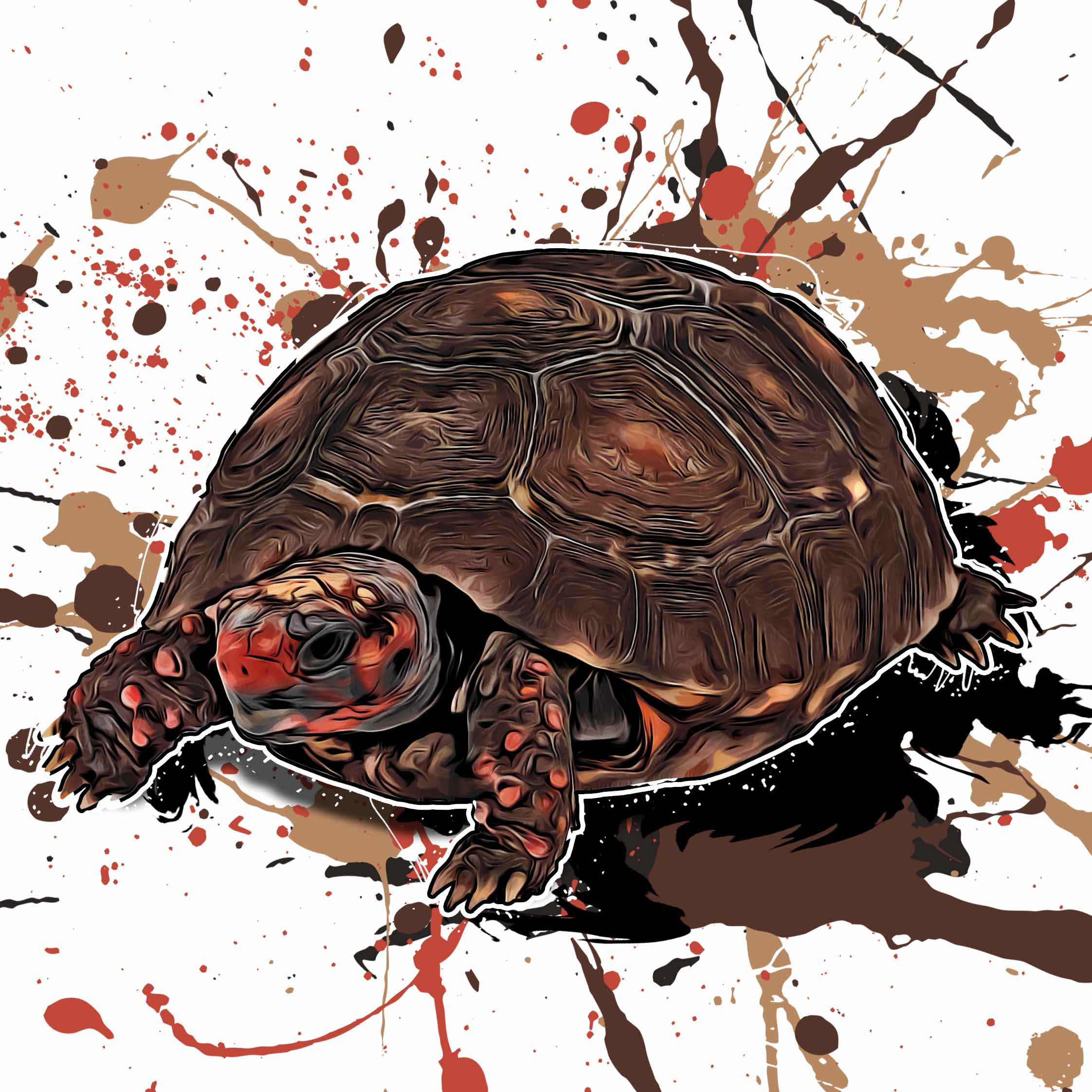 Chelonoidis carbonarius cherryhead