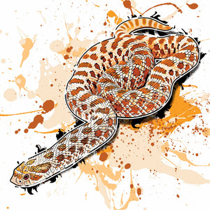Heterodon nasicus Red Albino
