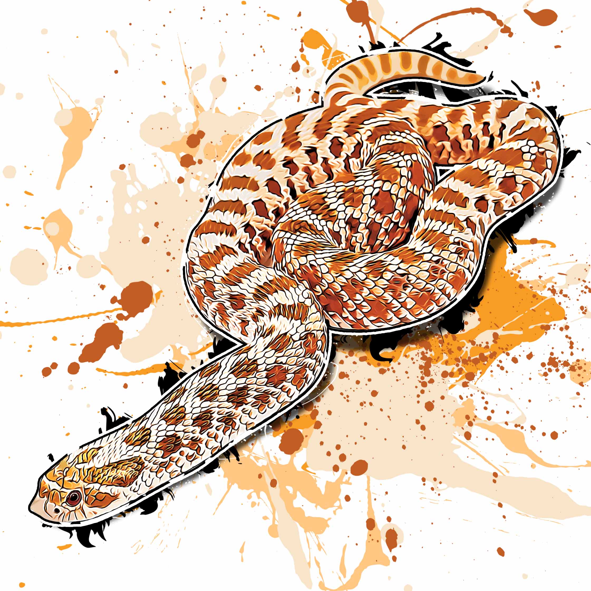 Heterodon nasicus Red Albino