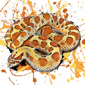 Heterodon nasicus Pastel Conda