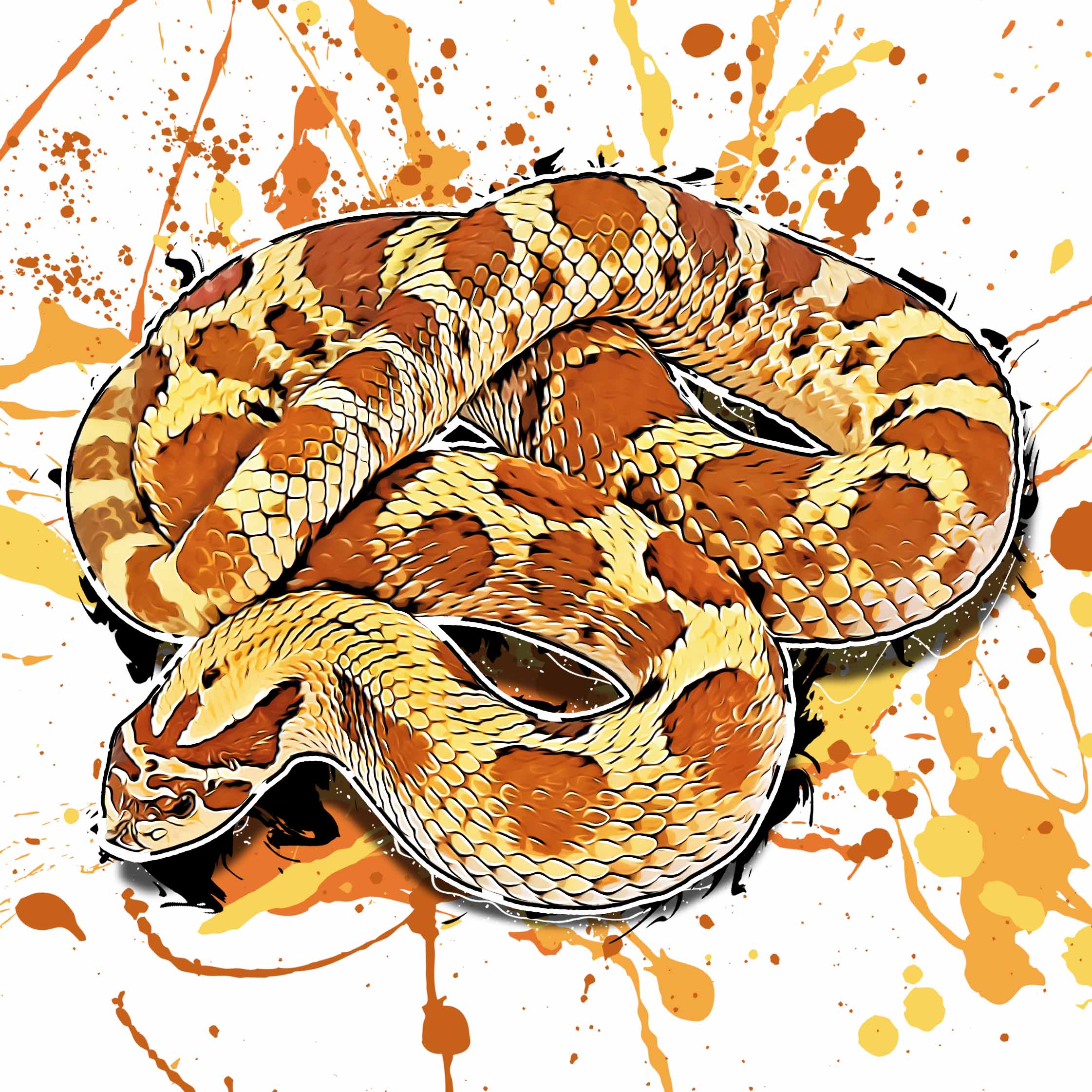 Heterodon nasicus Pastel Conda