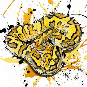 Python regius Super Disco Clown