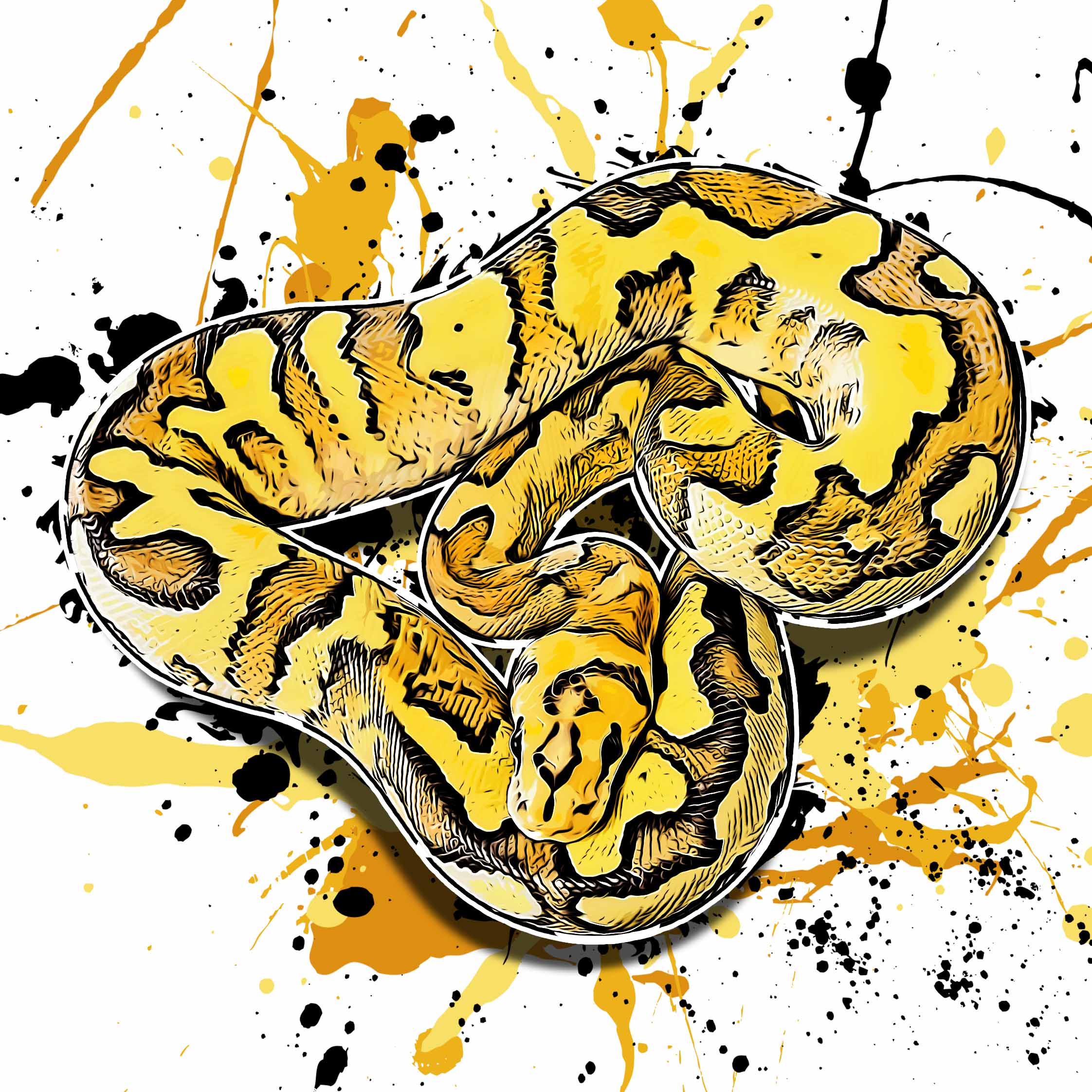 Python regius Super Disco Clown