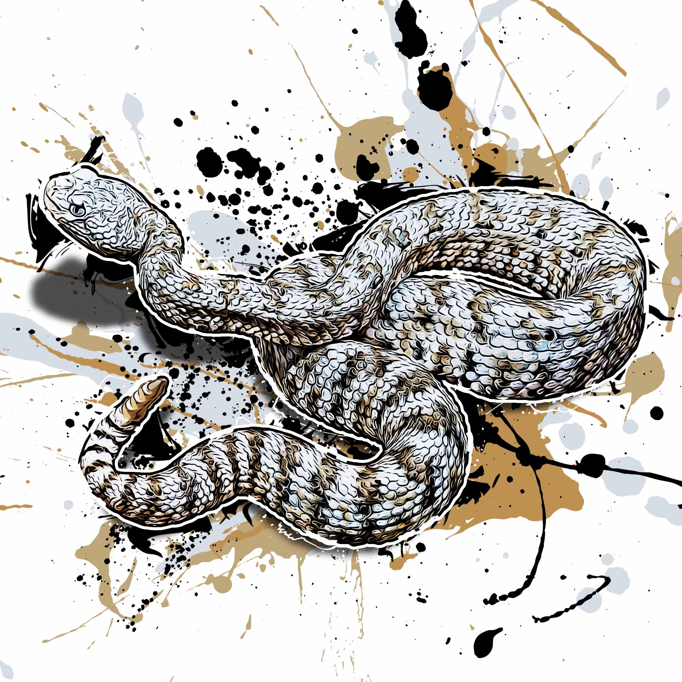 Crotalus pyrrhus