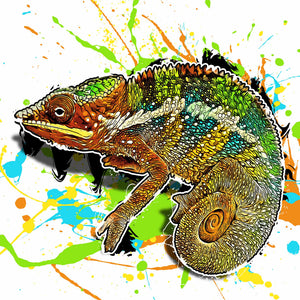 Furcifer pardalis Ambilobe