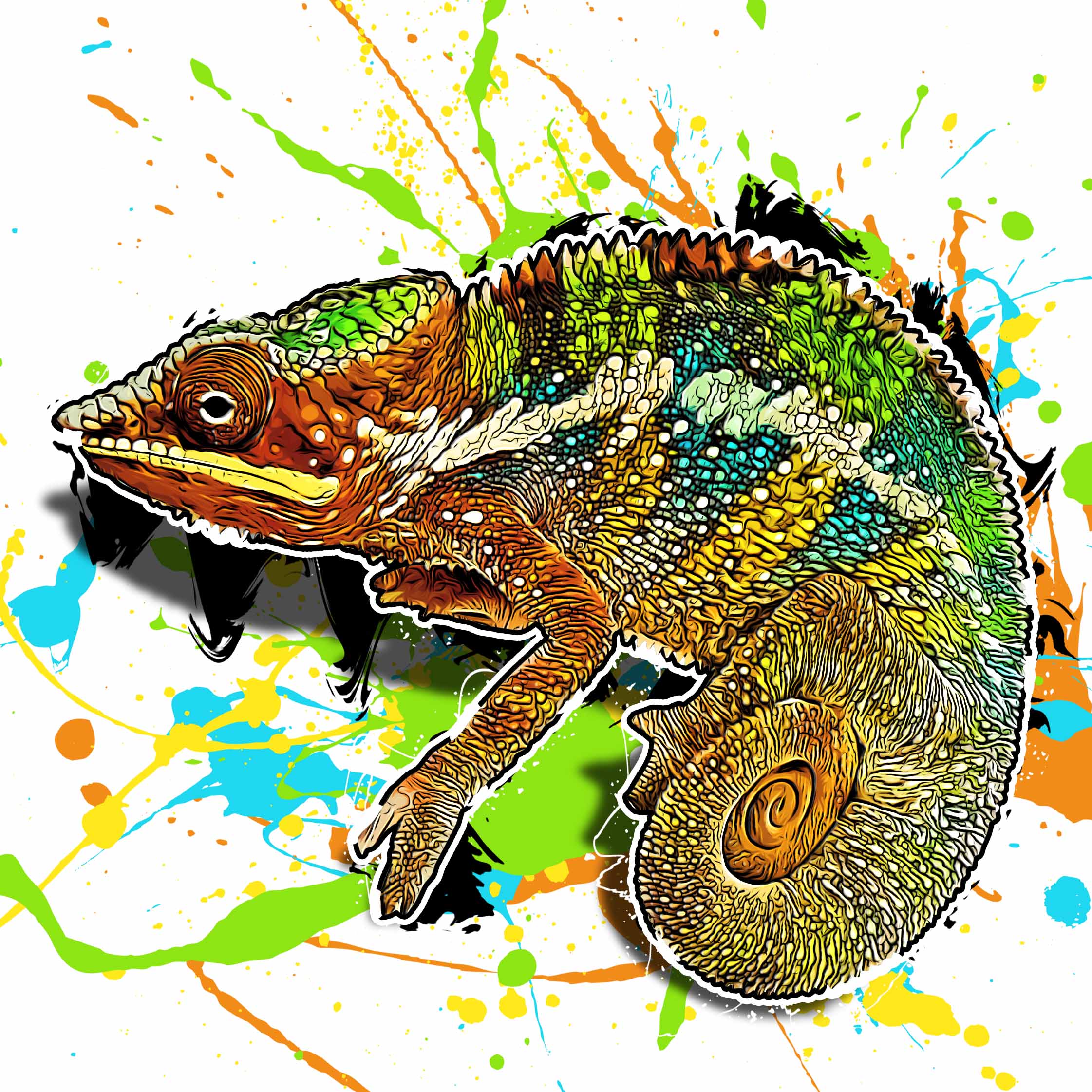 Furcifer pardalis Ambilobe