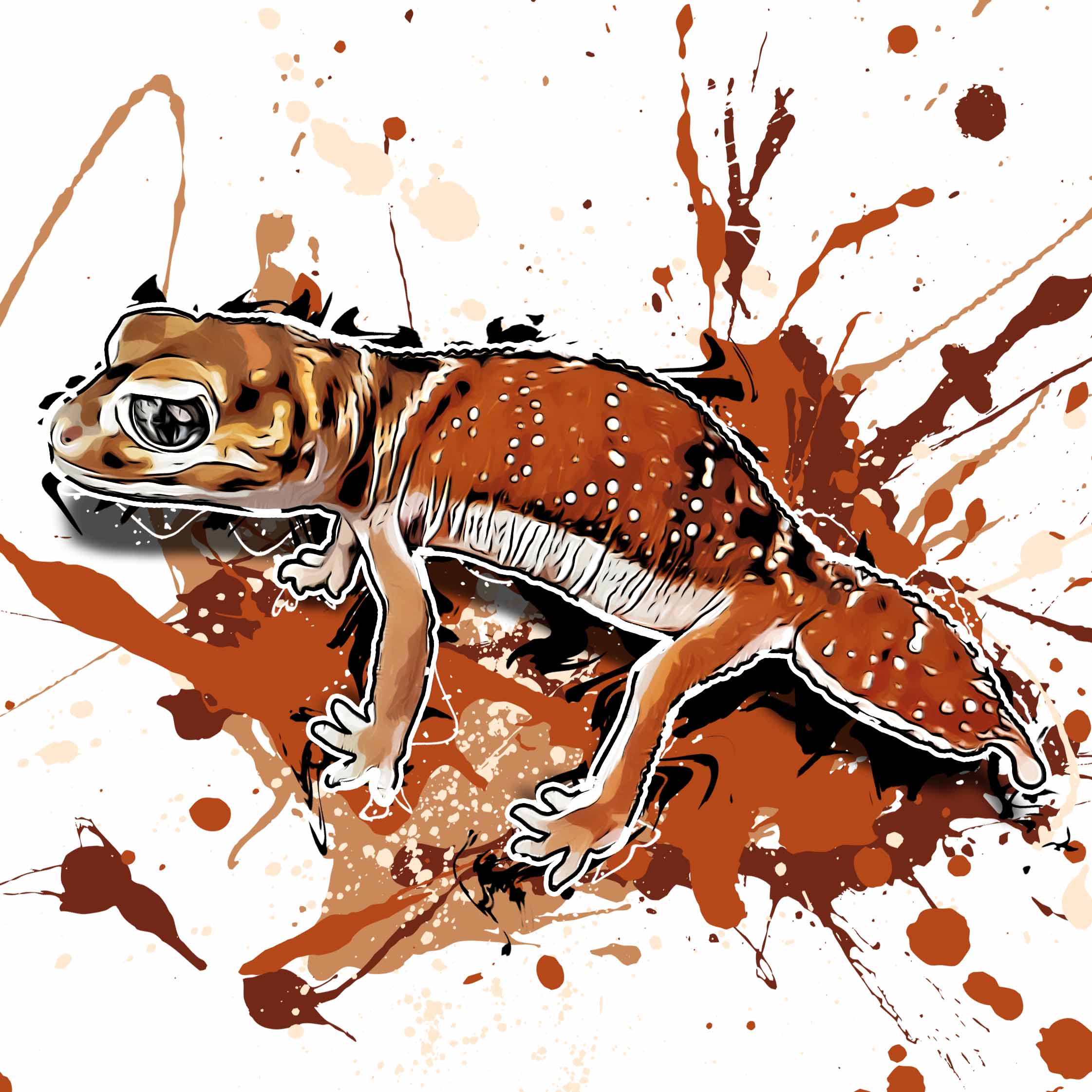 Nephrurus levis levis