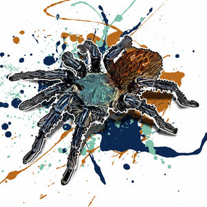 Chromatopelma cyaneopubescens