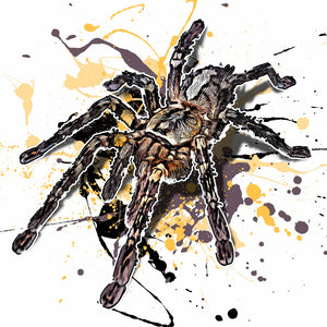 Poecilotheria ornata