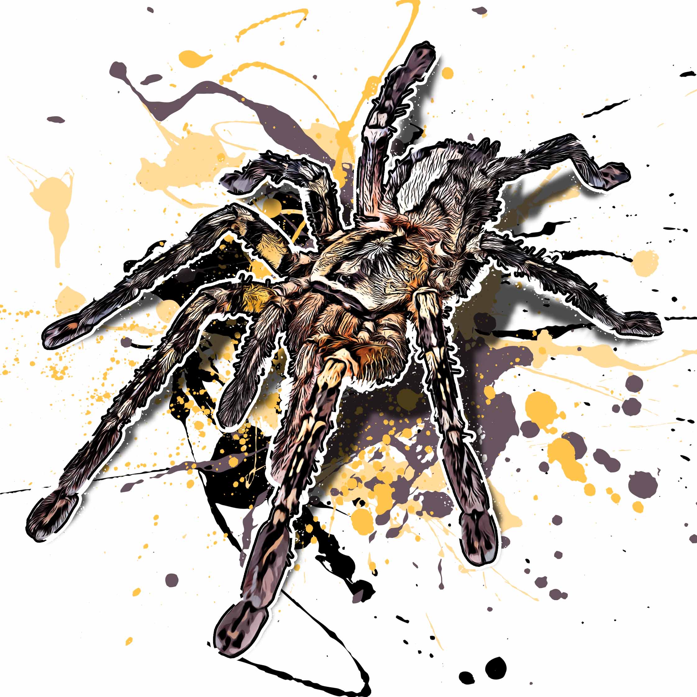 Poecilotheria ornata