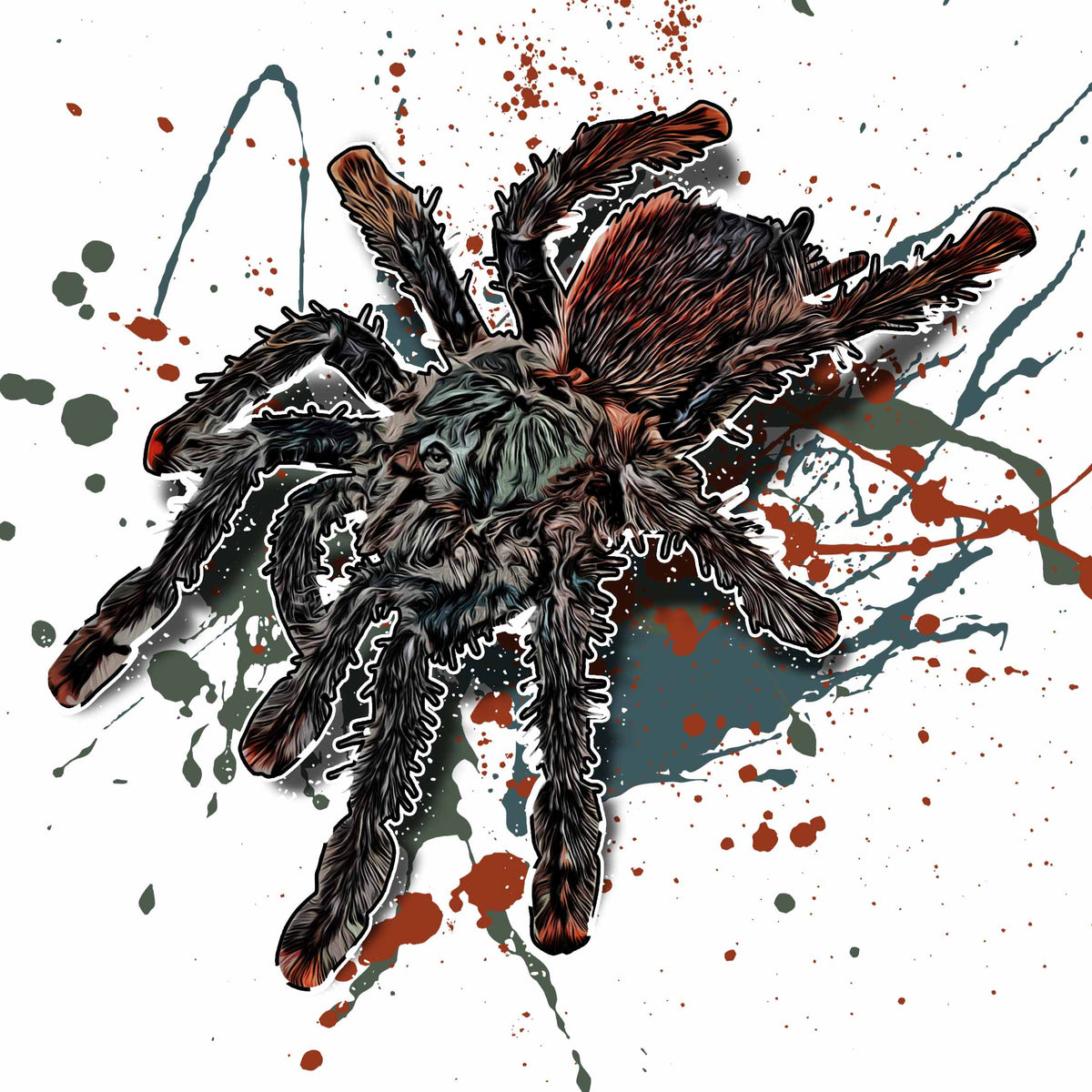 Avicularia avicularia