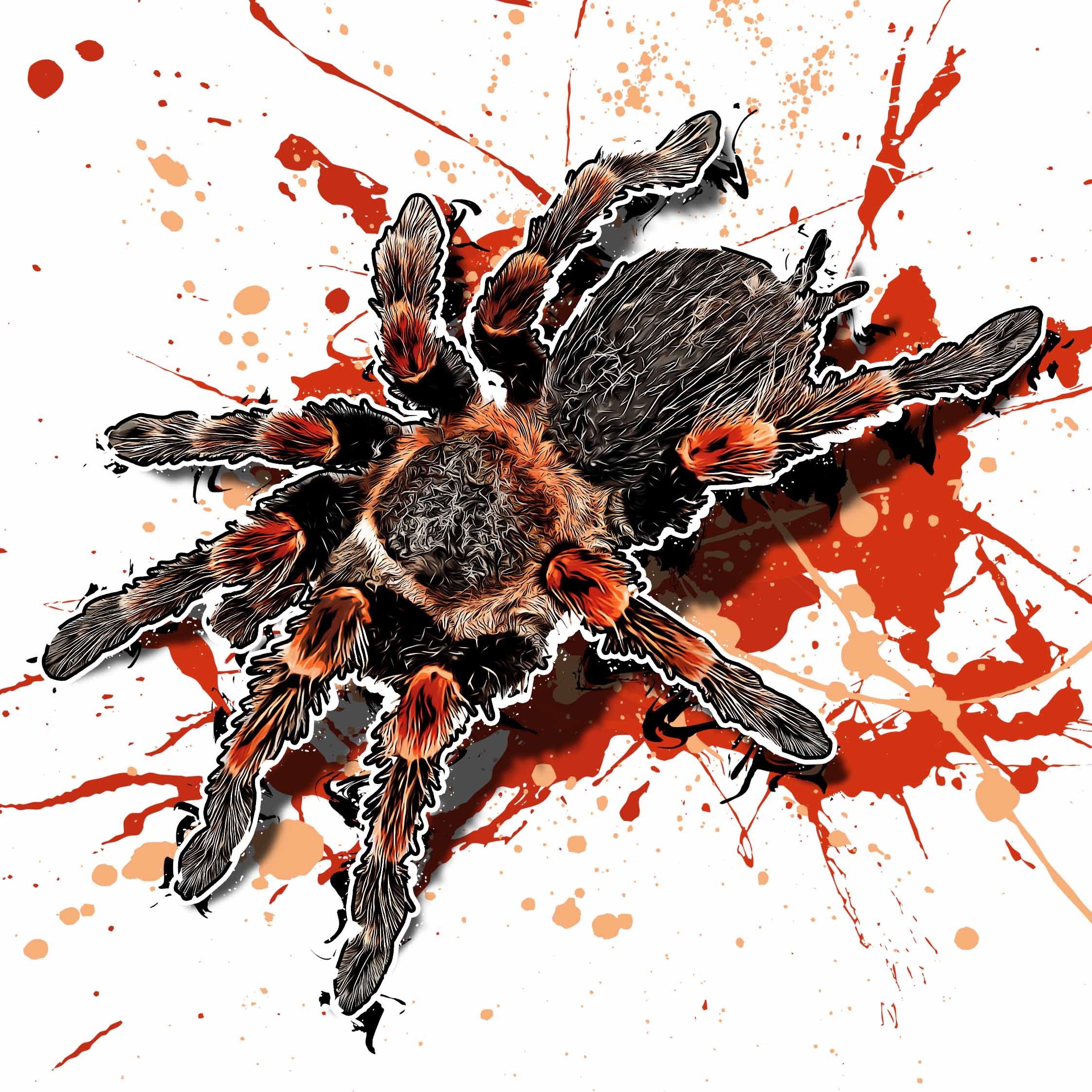 Brachypelma hamorii
