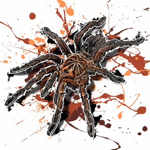 Pamphobeteus vespertinus