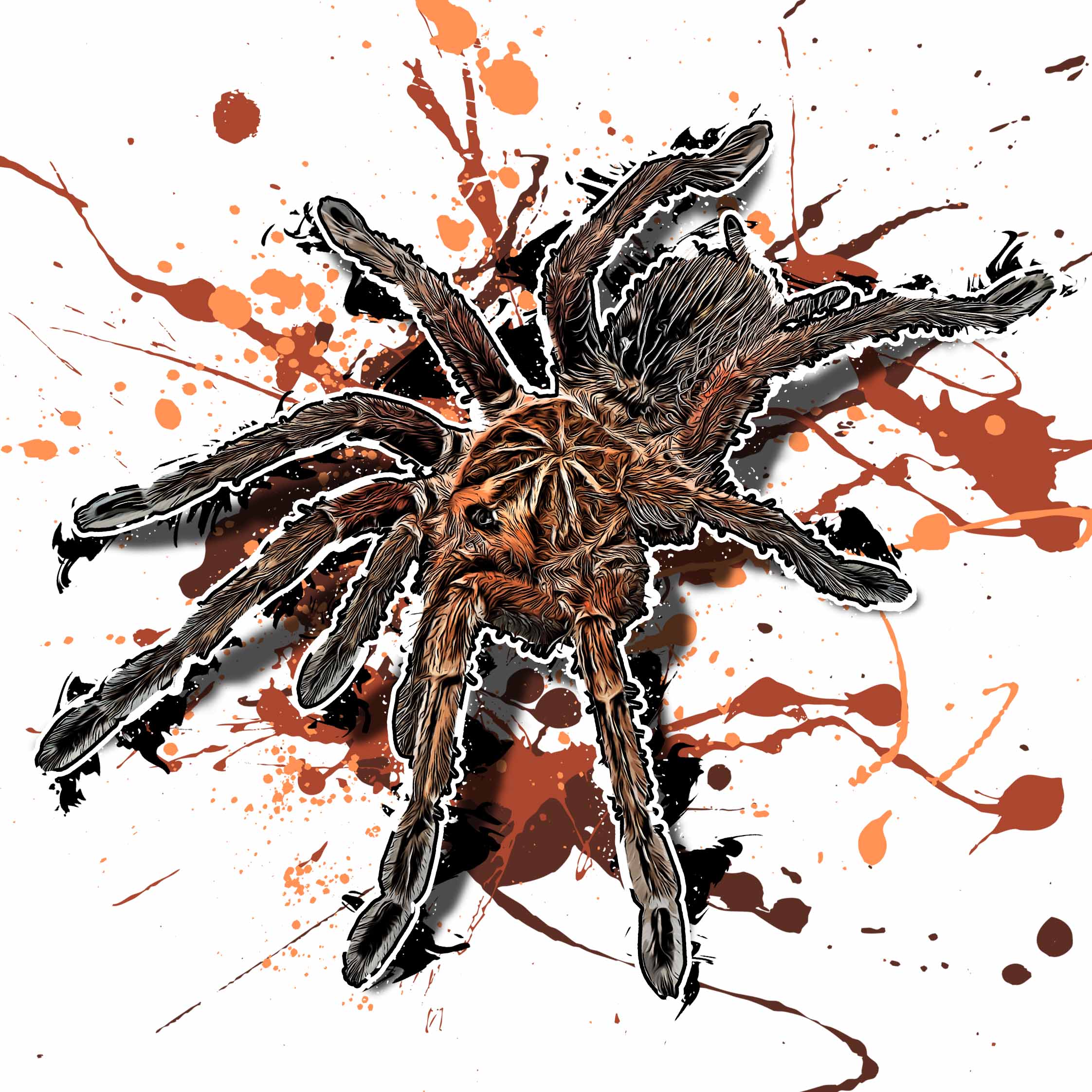 Pamphobeteus vespertinus