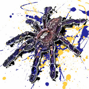 Poecilotheria metallica