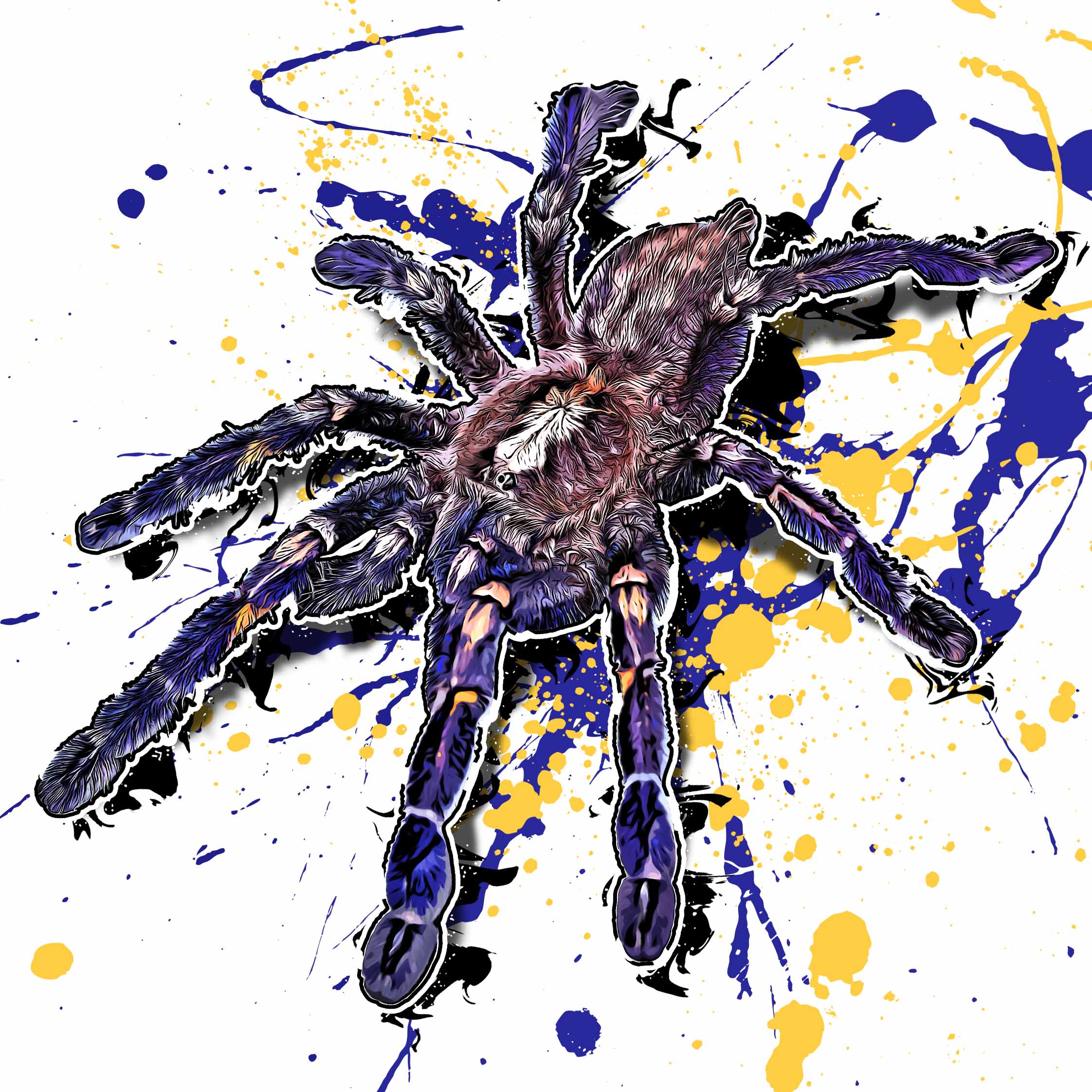 Poecilotheria metallica