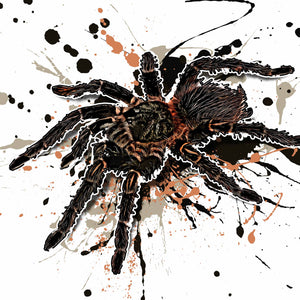 Lasiodora parahybana