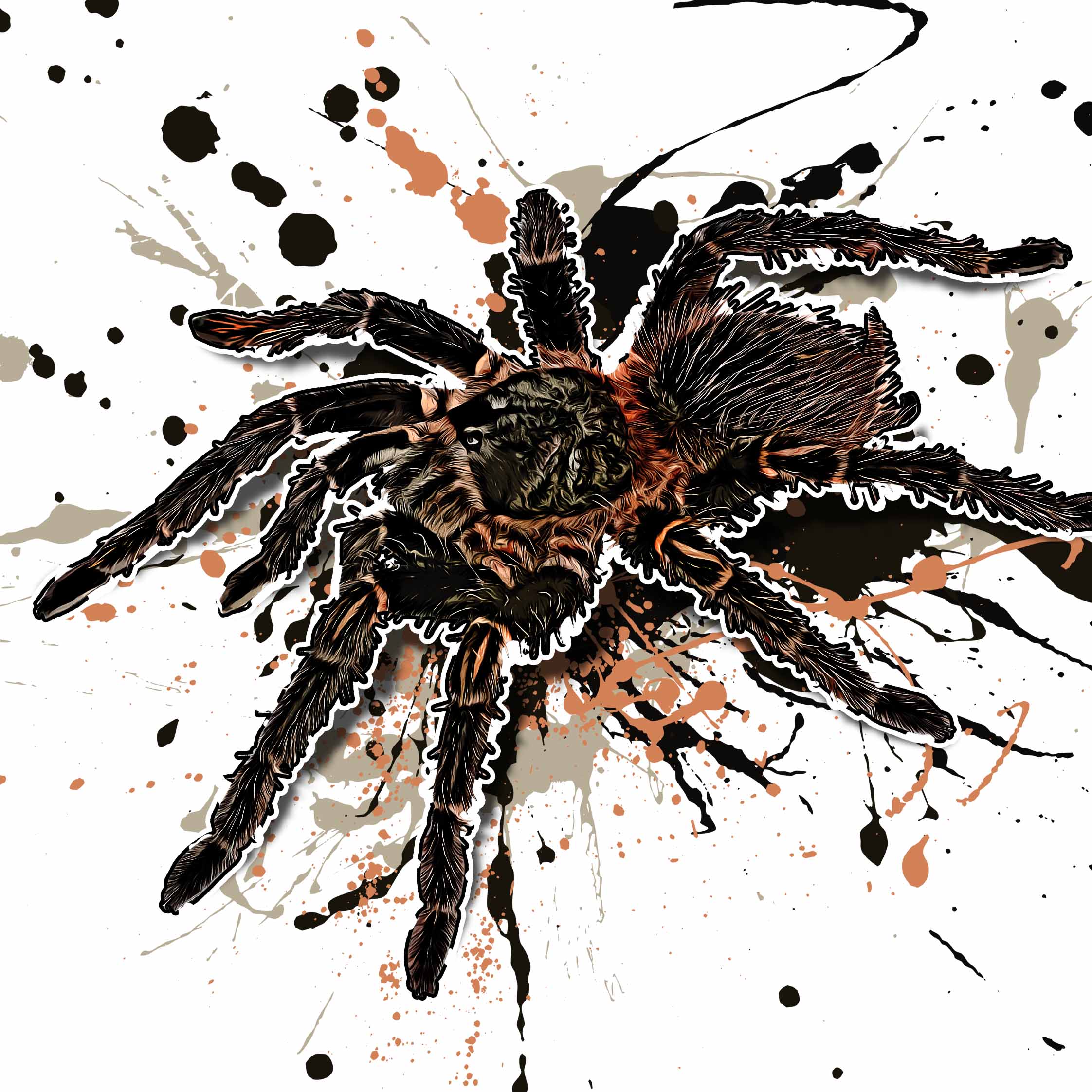 Lasiodora parahybana