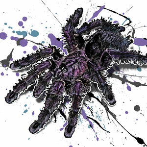 Avicularia purpurea