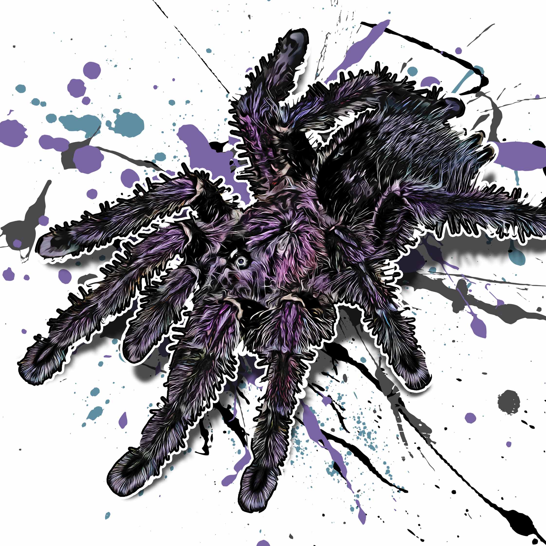 Avicularia purpurea