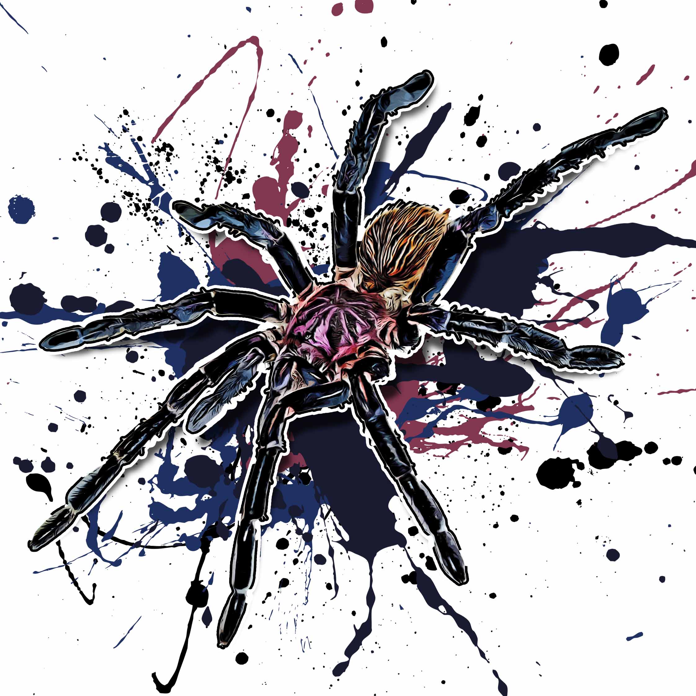 Xenesthis intermedia
