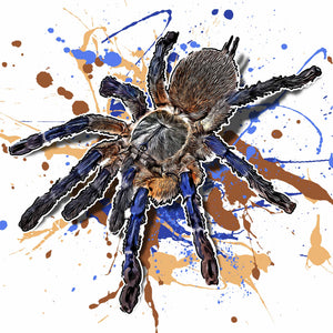 Monocentropus balfouri