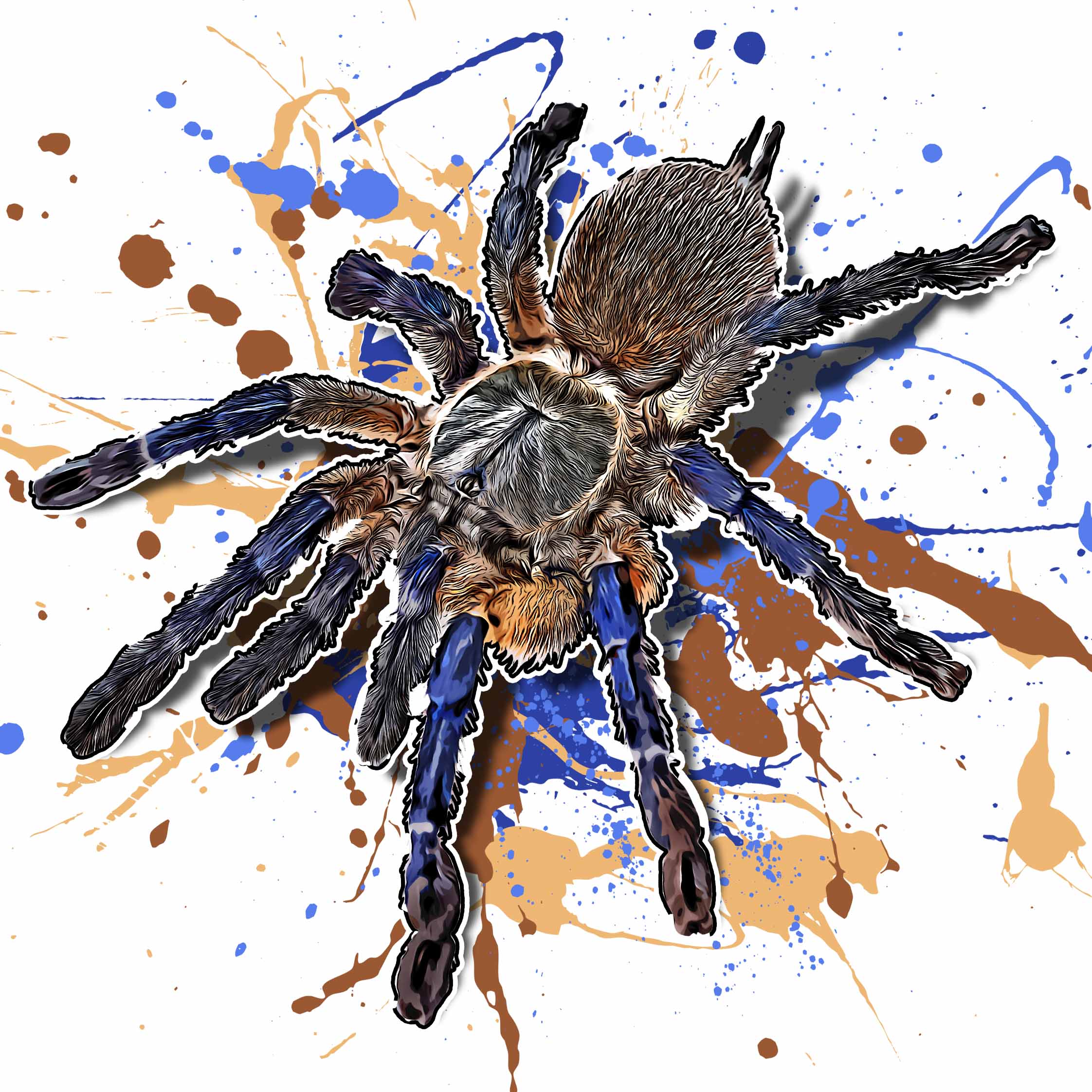 Monocentropus balfouri