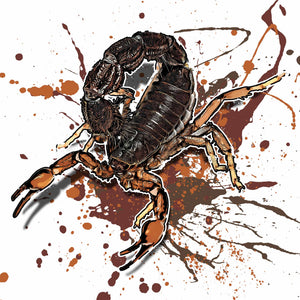 Parabuthus transvaalicus