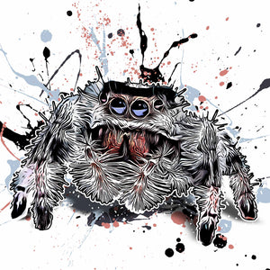 Phidippus regius