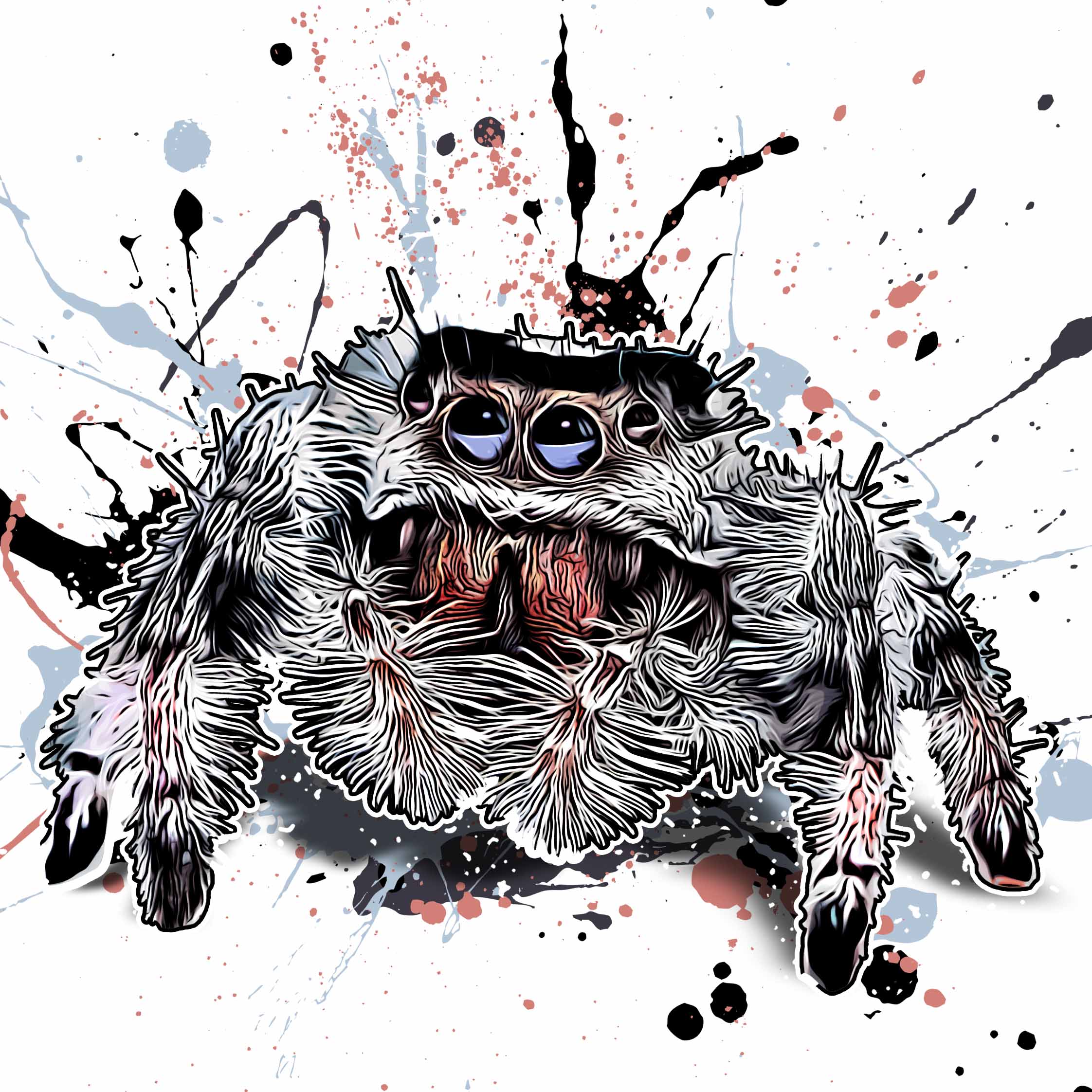 Phidippus regius