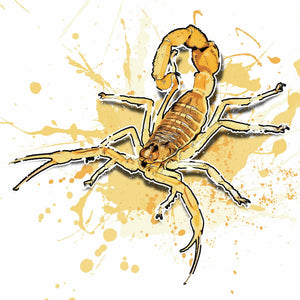 Apistobuthus pterygocerus