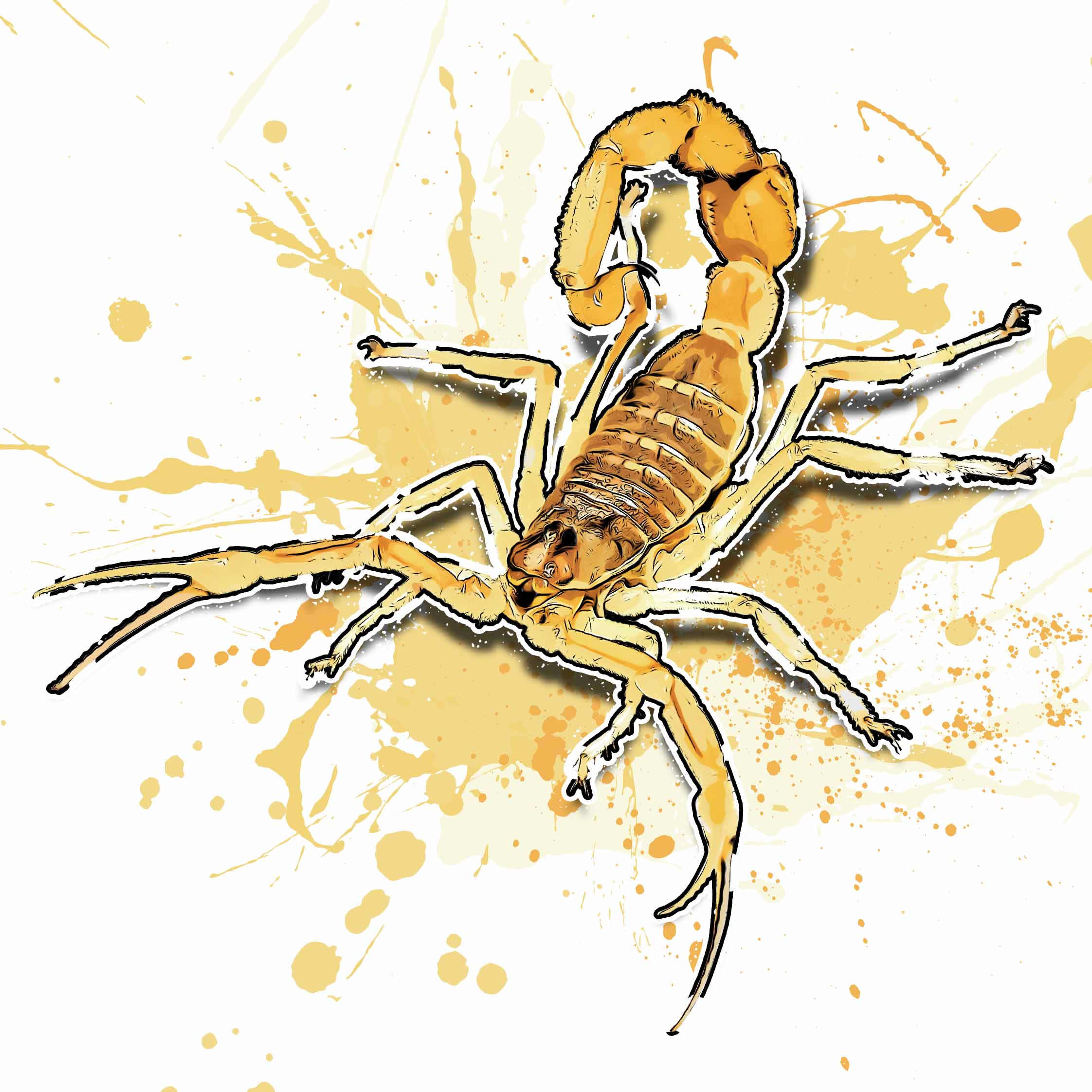 Apistobuthus pterygocerus