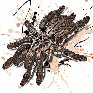 Heteroscodra maculata