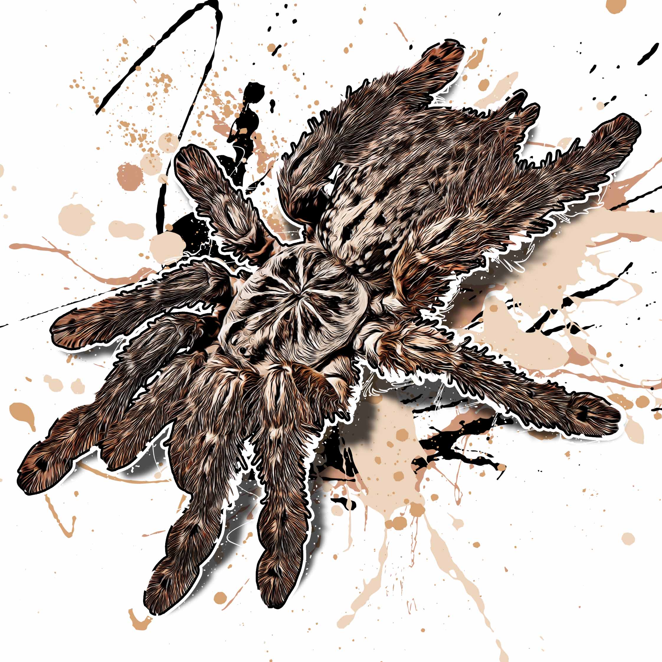 Heteroscodra maculata