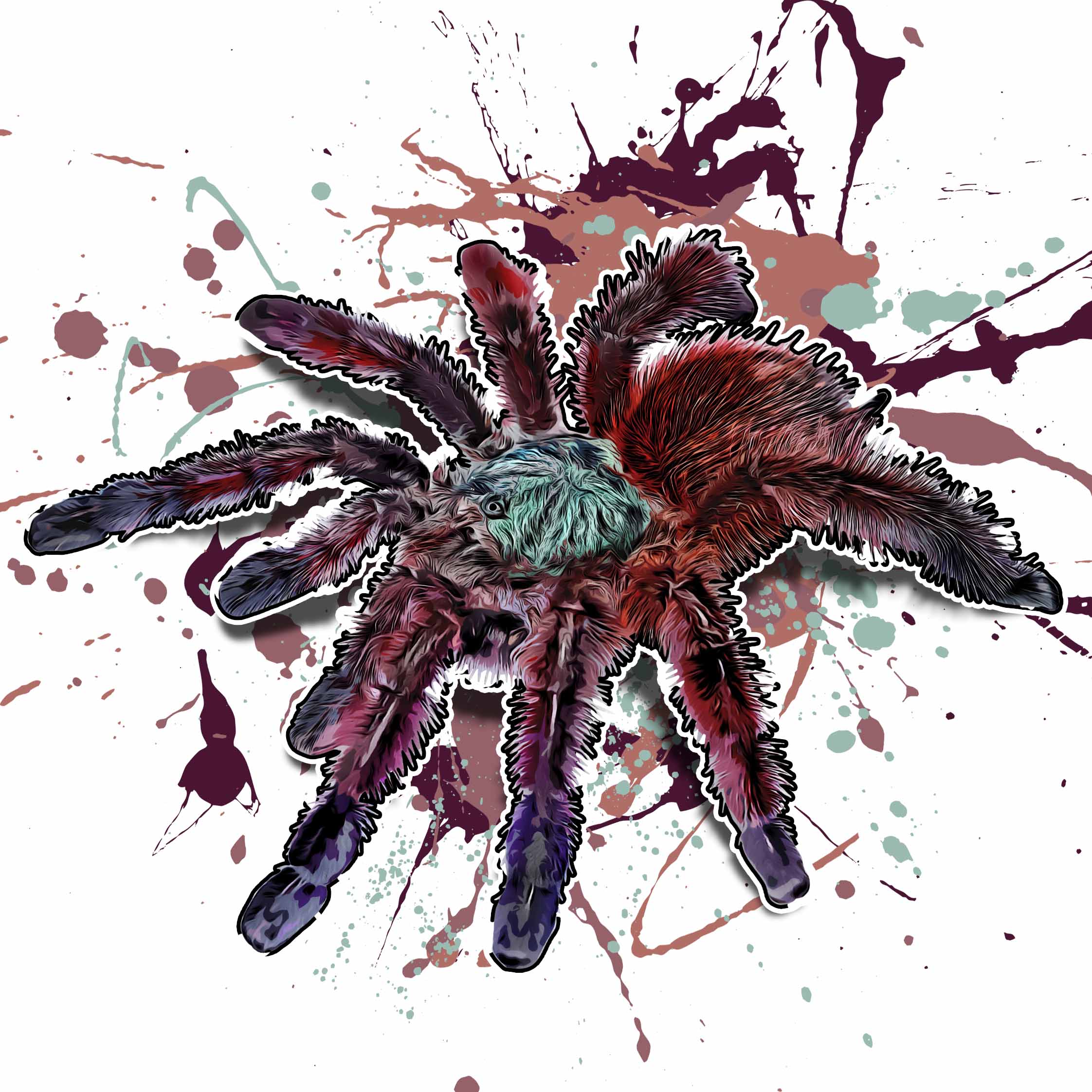 Caribena versicolor