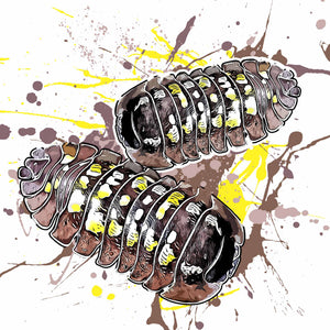 Armadillidium tirolense