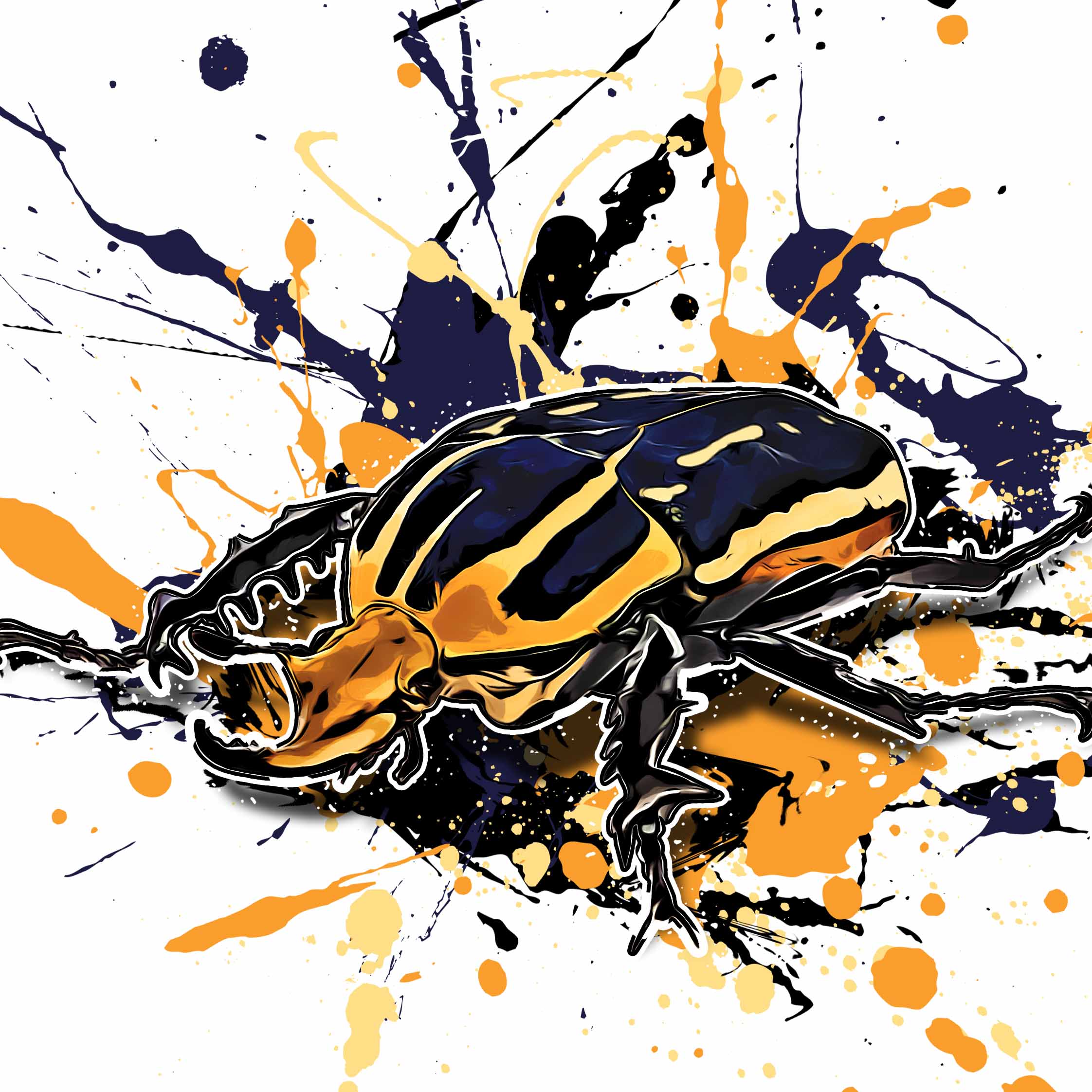 Mecynorhina torquata ugandensis
