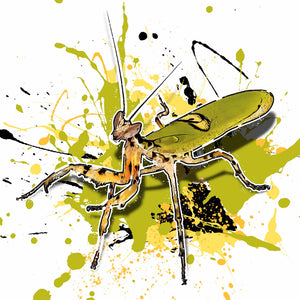 Creobroter sp. Yunnan