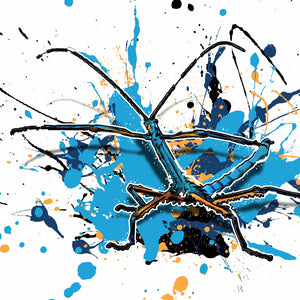 Achrioptera manga