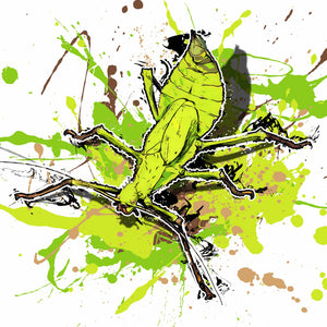 Heteropteryx dilatata