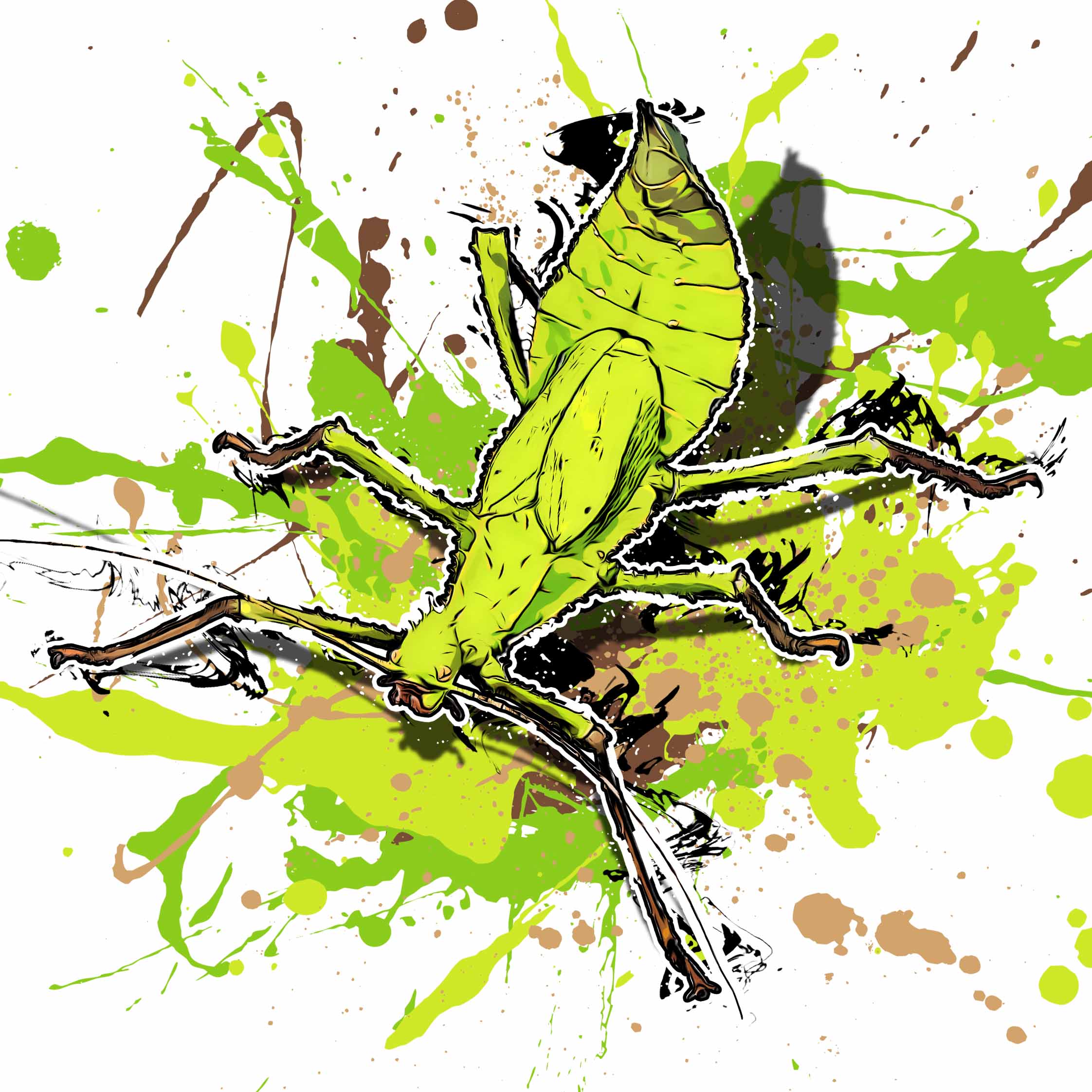 Heteropteryx dilatata