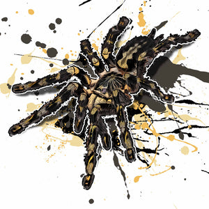 Poecilotheria subfusca highland