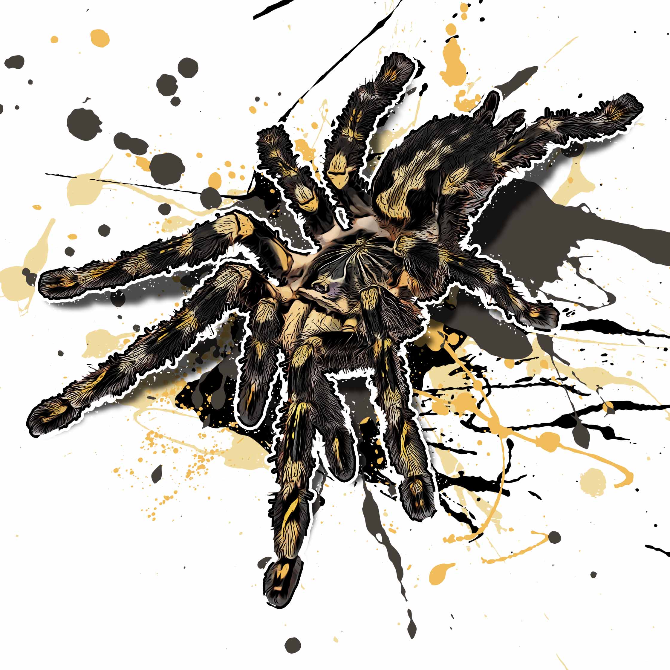 Poecilotheria subfusca highland