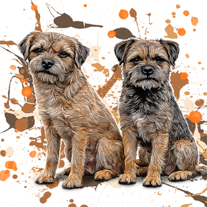 Border Terrier