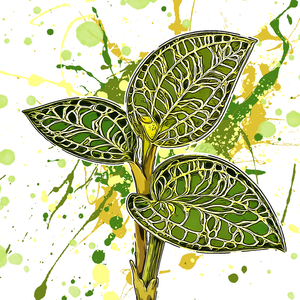 Macodes petola