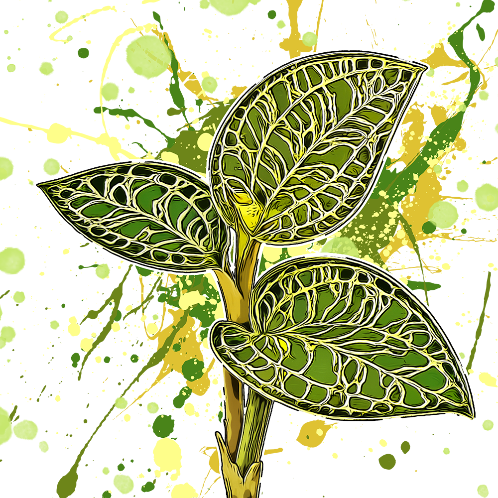 Macodes petola
