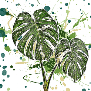 Monstera deliciosa Thai Constellation