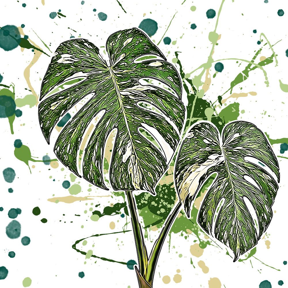 Monstera deliciosa Thai Constellation