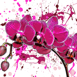 Phalaenopsis hybrid