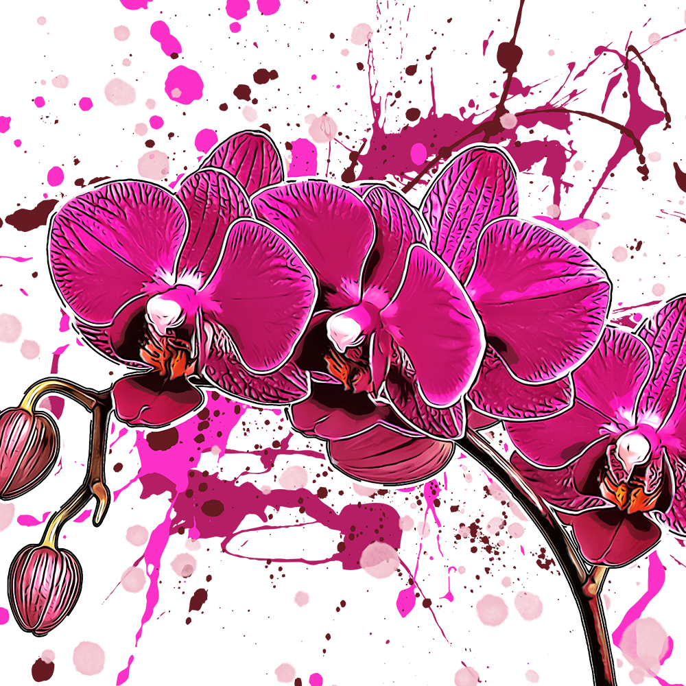 Phalaenopsis hybrid